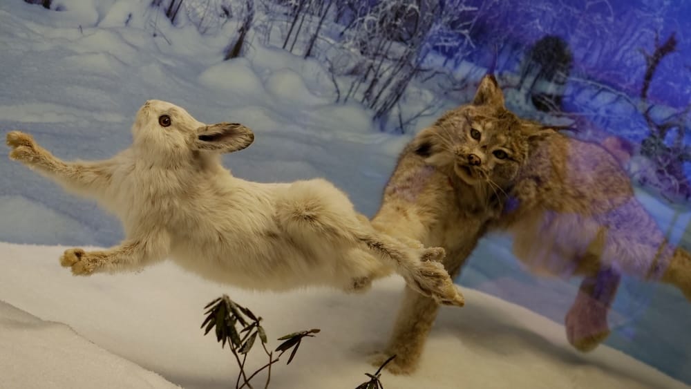 Liebre de raquetas de nieve y lince canadiense en el Royal Alberta Museum de Edmonton, Alberta, Canadá Liebre de raquetas de nieve y lince canadiense exhibidos en un diorama nevado del Royal Alberta Museum en Edmonton, Alberta, Canadá, dentro de las galerías de historia natural del museo.