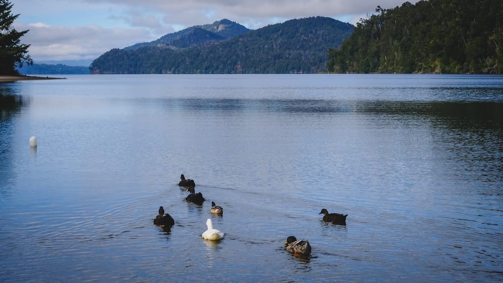 Ducks on lake along Ruta de los Siete Lagos Patagonia Argentina scenic drive San Martin to Villa La Angostura Ruta de los Siete Lagos Patagonia Argentina ducks swimming on a calm lake surrounded by forested mountains, capturing peaceful scenery along the famous Seven Lakes Route between San Martin de los Andes and Villa La Angostura
