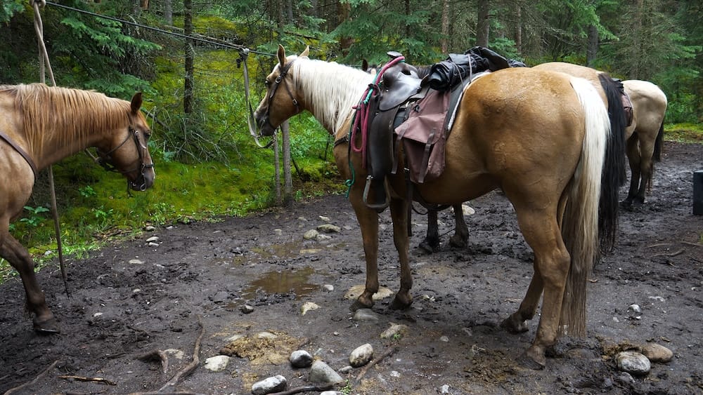 Andar a caballo en Banff para principiantes: ¿qué cabalgata deberías elegir?