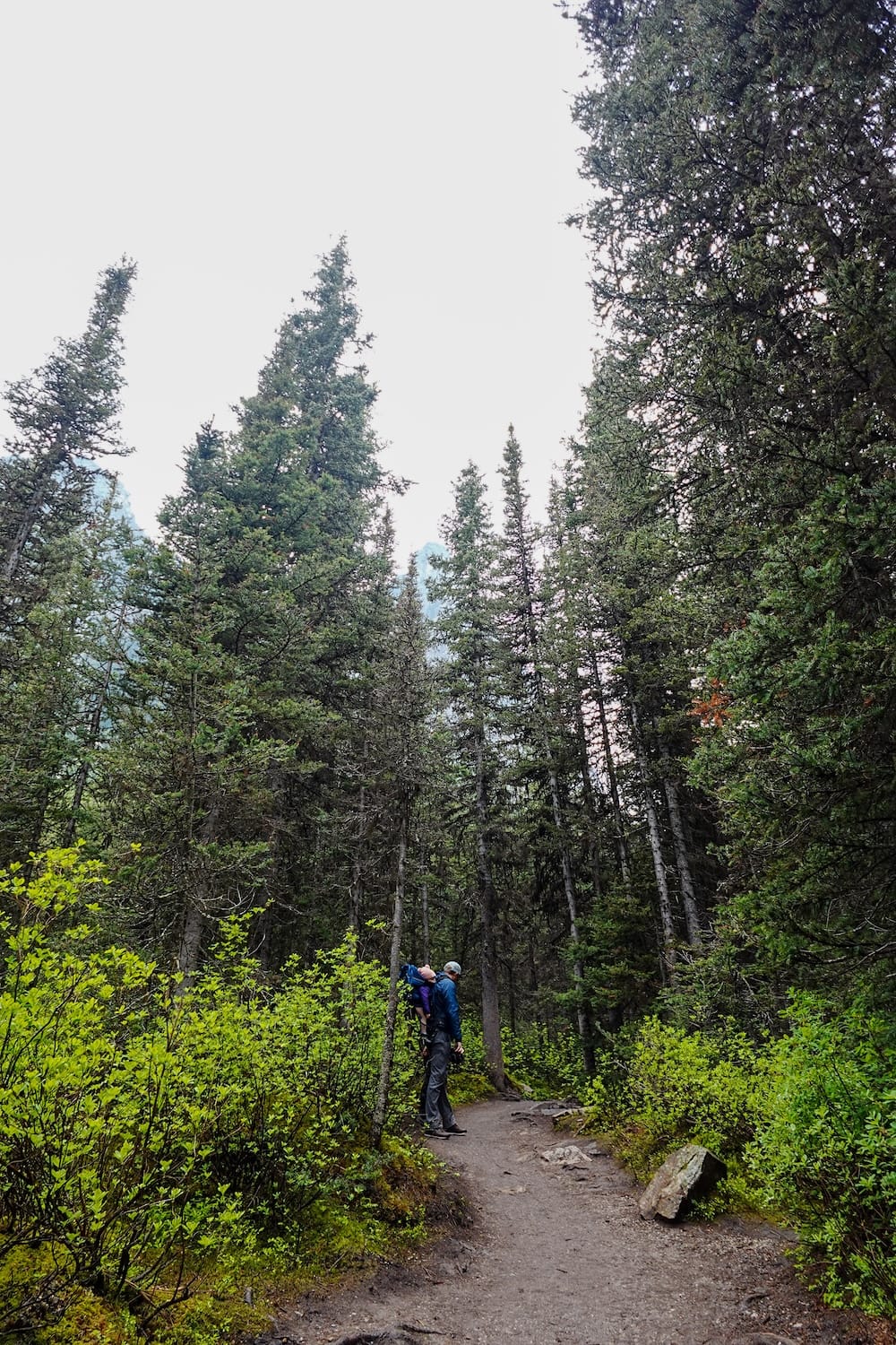 Samuel Jeffery sube por un sendero angosto y arbolado hacia Fairview Lookout cerca de Lake Louise, Alberta, Canadá, con la bebé Aurelia Jeffery en una mochila portabebés y pinos altos que se elevan a ambos lados del camino.