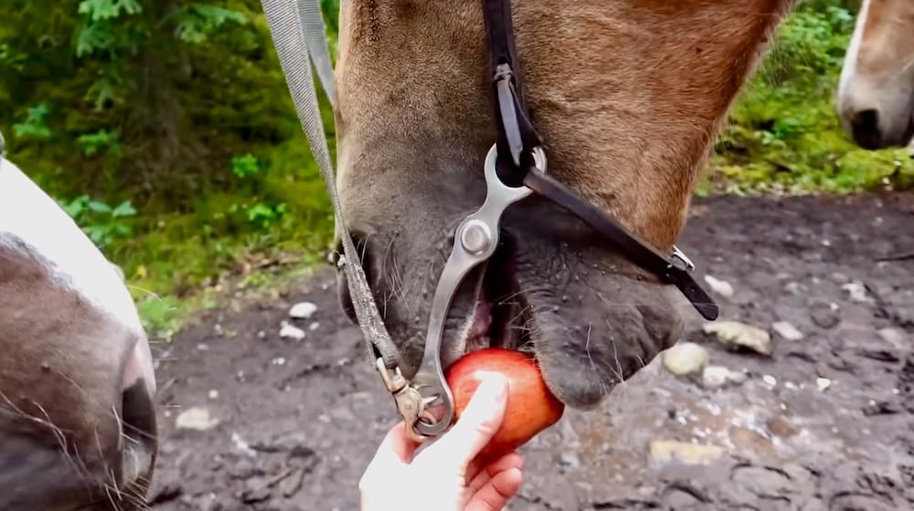 Samuel Jeffery feeding horse apple, trail break, Banff Trail Riders backcountry trek, Alberta, Canada Samuel Jeffery feeds his horse an apple during a trail break on a six-day Banff Trail Riders backcountry horseback trek through Banff National Park, Alberta, Canada, with other horses waiting nearby.