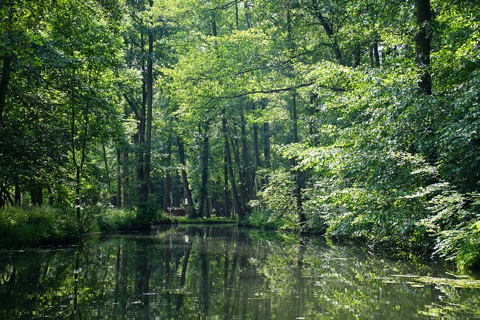 Scenic canal views with lush green trees in Spreewald, Germany