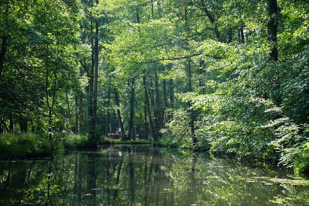 Scenic forest we encountered while punting down canals in Spreewald, Germany