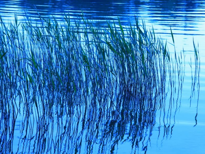 Scenic lake Akan macro details in Kushiro, Japan 