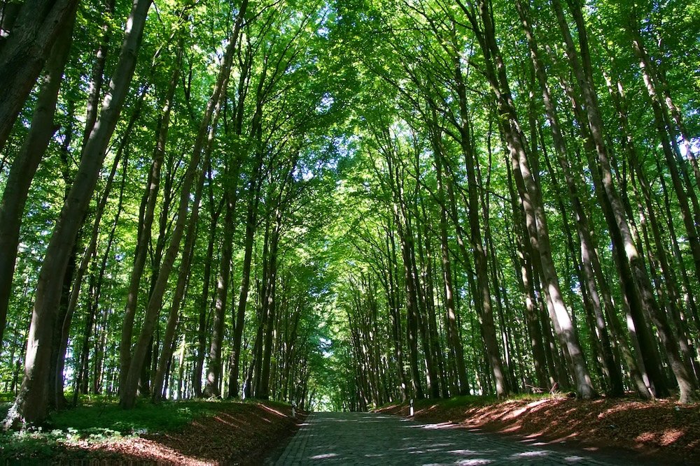 Scenic tree lined road on Rugen Island, Germany 