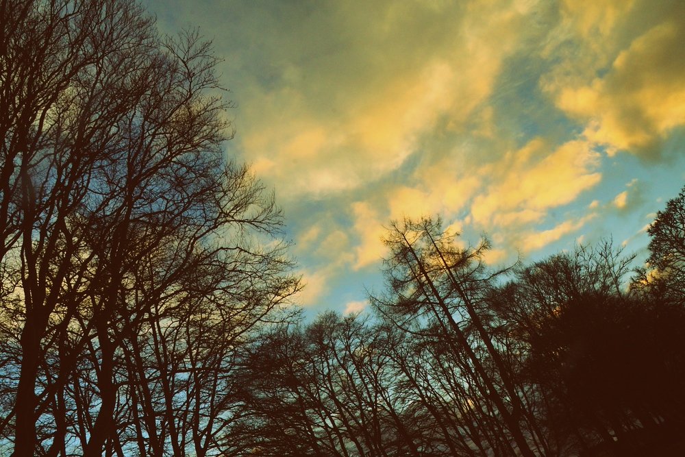 Scenic views from Clava Cairns from a low vantage point looking up at the trees and sky in Scotland