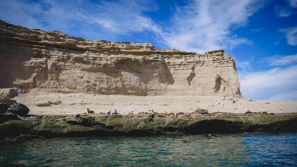 Sea lion colony viewed from the water, Península Valdés, Chubut, Argentine Patagonia A colony of sea lions resting on a rocky ledge beneath tall sandstone cliffs, viewed from the water at Península Valdés, Chubut, Argentine Patagonia.
