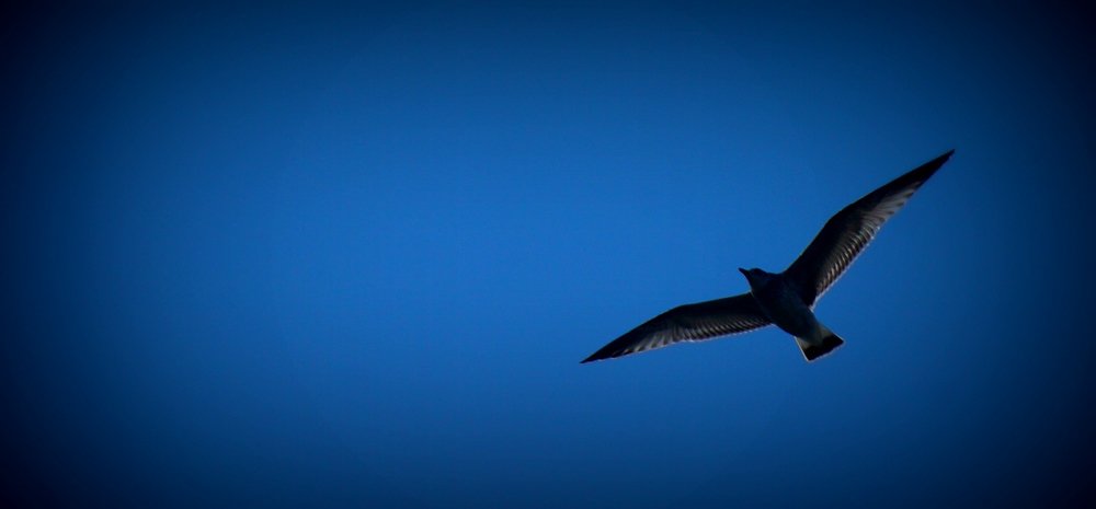 Seagull soaring in the sky on our day trip to Suomenlinna