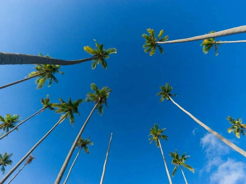 Semporna coconut trees in Malaysia 