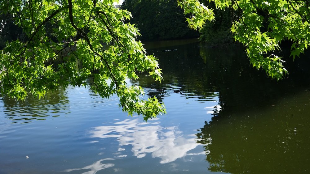 Serene nature in Dusseldorf, Germany 