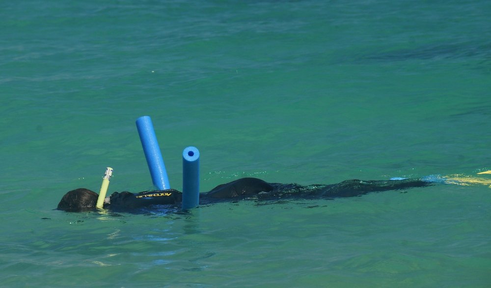 Snorkeling was the highlight of the day for many passengers on board the Derwent Hunter