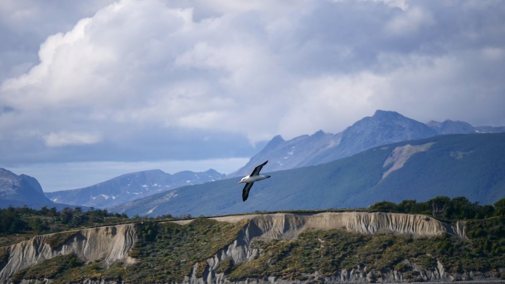 Soaring bird in Ushuaia, Argentina 