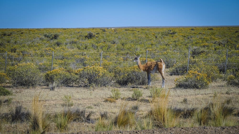 Solitary Guanaco on the Blooming Steppe at Península Valdés During Patagonia Spring Wildlife Season A solitary guanaco standing on the blooming Patagonian steppe at Península Valdés, Chubut, illustrating why spring months like November are so rewarding for wildlife watching, open landscapes and quieter shoulder-season travel in Patagonia.