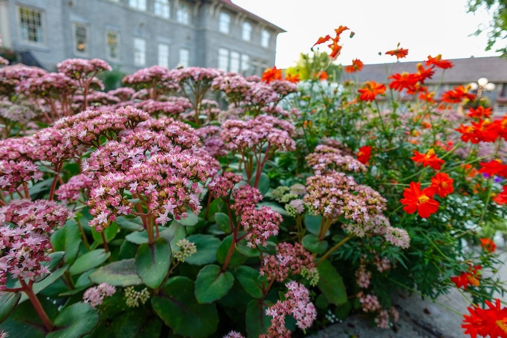 St. Eugene Golf Resort & Casino in Cranbrook, British Columbia, showcasing colorful flowers in the landscaped garden with the historic Mission Building softly visible in the background, highlighting the peaceful grounds and scenic setting of the resort.