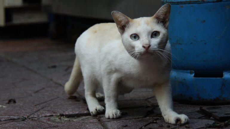 Cats of Bangkok, Thailand: Photos Of Thai Soi Cats In Bangkok