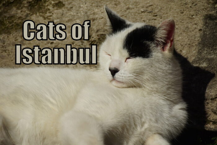 Stray cats of Istanbul, Turkey photo essay travel pictures
