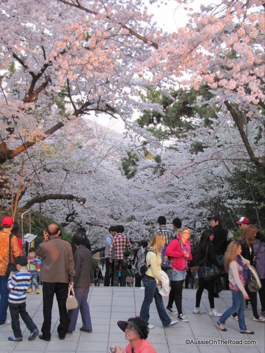 Stunning Cherry Blossom Festival in South Korea with locals partaking in the event