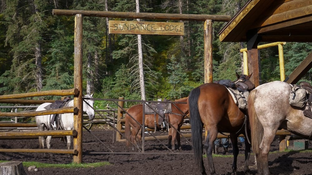 Caballos ensillados esperan en el corral bajo el cartel de Sundance Lodge, en el Parque Nacional Banff, Alberta, Canadá, rodeados por cercos rústicos de madera y bosque denso de coníferas.