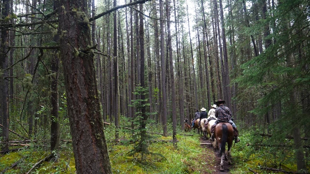 Una fila de jinetes avanza por un sendero angosto de bosque rumbo a Sundance Lodge, en el Parque Nacional Banff, Alberta, Canadá, rodeada de coníferas densas y vegetación verde.