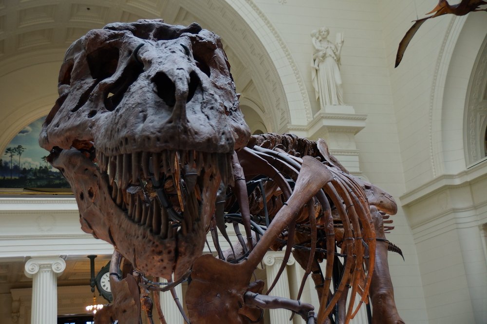 T-Rex 'Sue' at the Field Museum in Chicago is one of the most impressive things you can do in the city