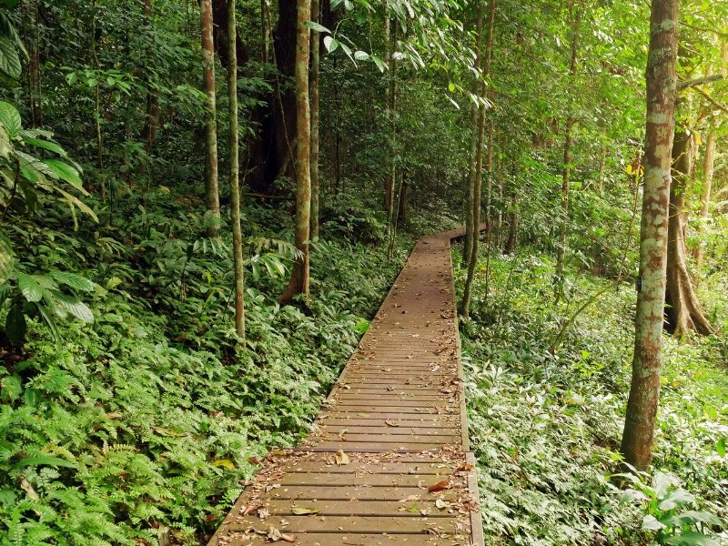 Taman Negara is a perfect day trip from Kuantan for those seeking natural beauty and a lush escape