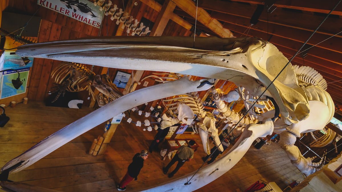 Telegraph Cove Whale Museum is worth visiting