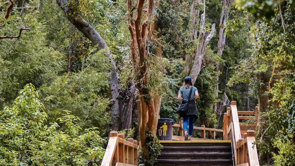 That Backpacker hiking in Bosque Arrayanes in Bariloche, Argentina 