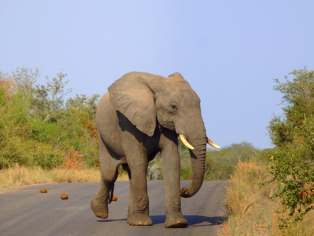 The elephant as the gentle giant of the safari in Africa 