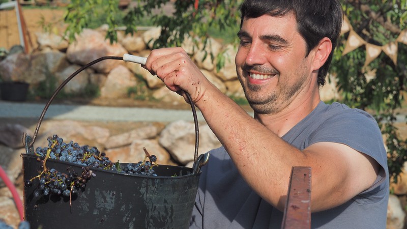 The owner of La Vinyeta Cellar (Mollet de Peralada) harvesting grapes with a big smile on his face in Costa Brava