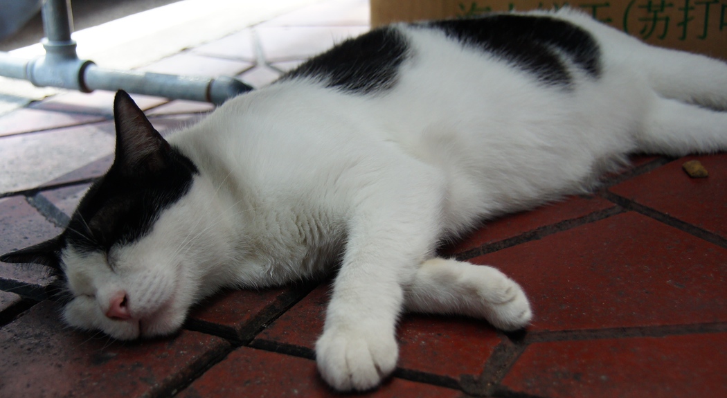 This cat is blissfully asleep on the ground under a table in Bangkok, Thailand
