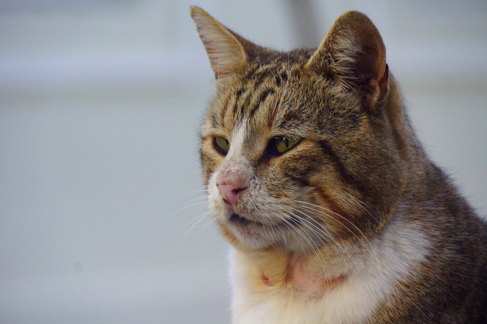 This cat reminded me of a scrapper I used to know when I lived on Vancouver Island. You can notice the scratch marks under its face and the feral look in its eye.
