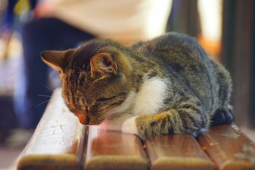 This gorgeous cat was sound asleep on the bench as we waited to catch the Light Metro in Istanbul, Turkey