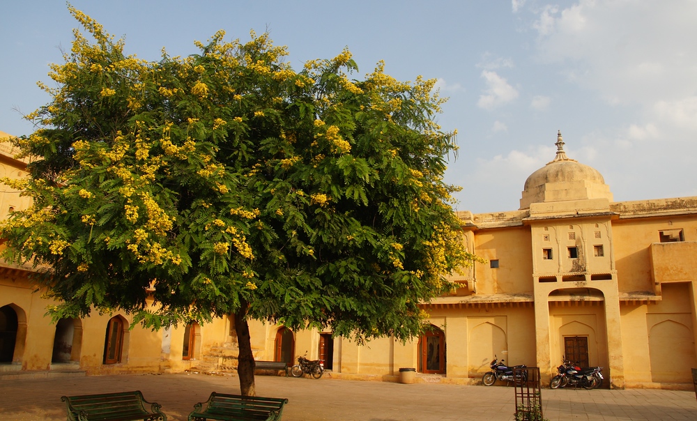This imposing tree stood tall in this Fort that I visited in the pink city of Jaipur, Rajasthan, India