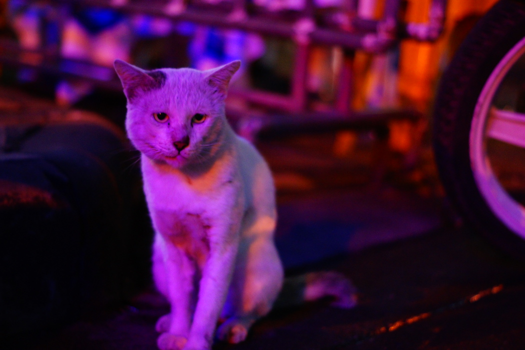 This is an example of a mangy looking feral cat on the streets of Khao San road. You can tell from it's coat of fur and lanky frame that it just barely gets by day to day.