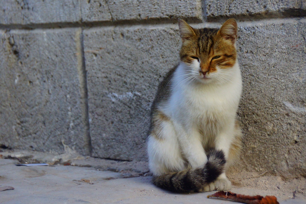 This kitty was especially friendly and closed its eyes and purred when we stroked its head in Istanbul, Turkey
