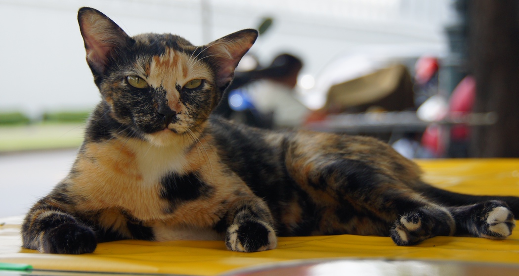 This multicoloured cat is lying on top of a restaurant table. I love how the Thai people are so relaxed about things and permit something like this to happen quite often.