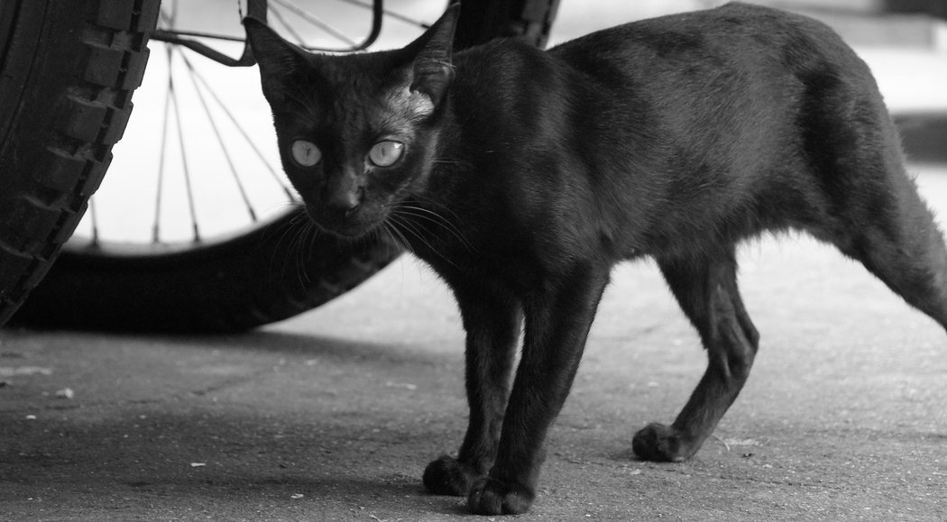This scrawny looking cat pauses briefly before suddenly dashing off under the bicycle in Bangkok, Thailand