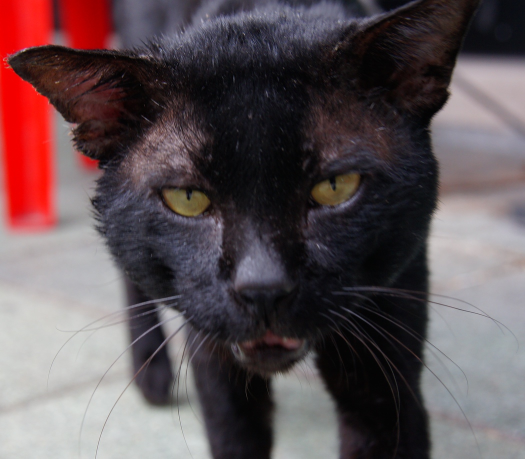 This street cat wonders if I have a nice can of tuna in my hand. I'm sorry. I've got nothing but my camera in Bangkok, Thailand