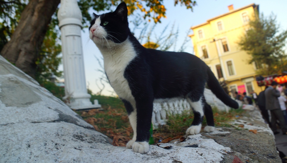 This tuxedo cat is striking a rather regal pose in Istanbul, Turkey
