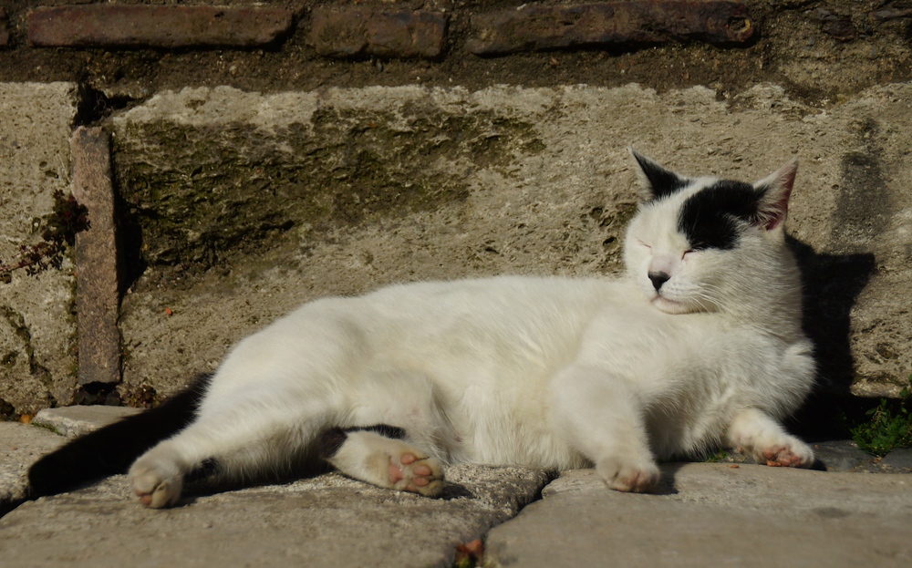 This white and black cat was basking in the sunlight in Istanbul, Turkey