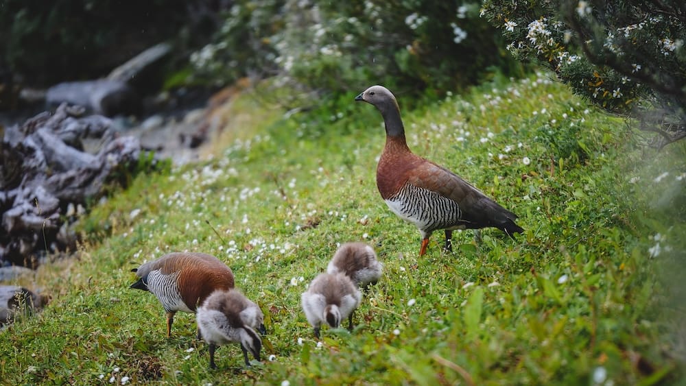 Upland geese with chicks in Tierra del Fuego National Park Patagonia Argentina wildlife hiking near Ushuaia Tierra del Fuego National Park Patagonia Argentina upland geese with chicks grazing along a green hiking trail near Ushuaia, showcasing inland wildlife encounters and natural ecosystems hikers may experience while exploring southern Patagonia landscapes