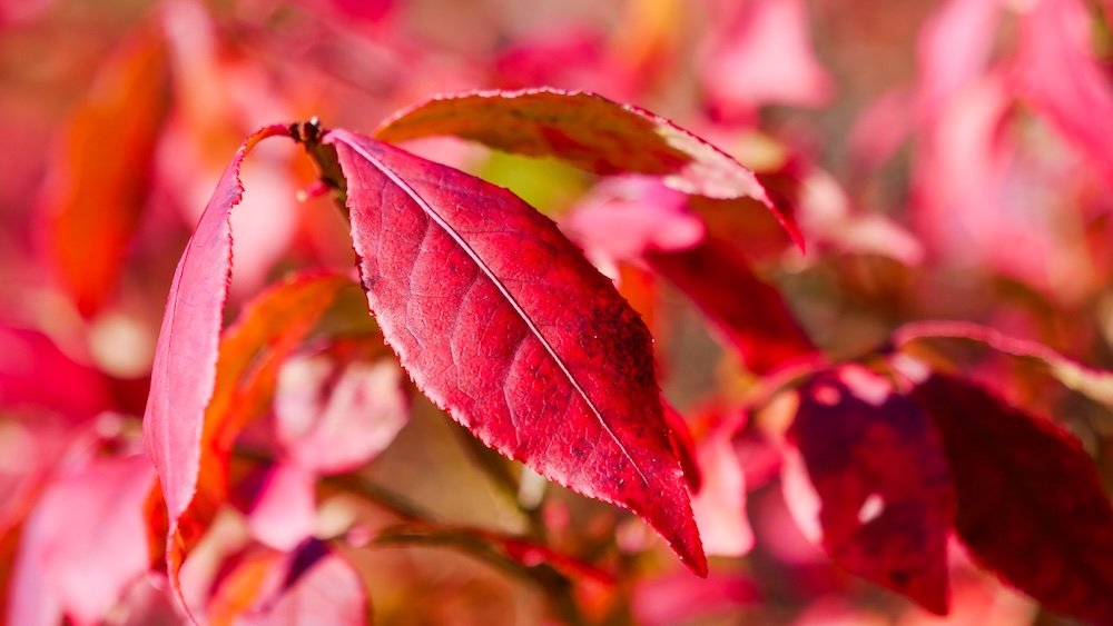 Togakushi Day Trip macro details red fall foliage in Nagano city, Japan 