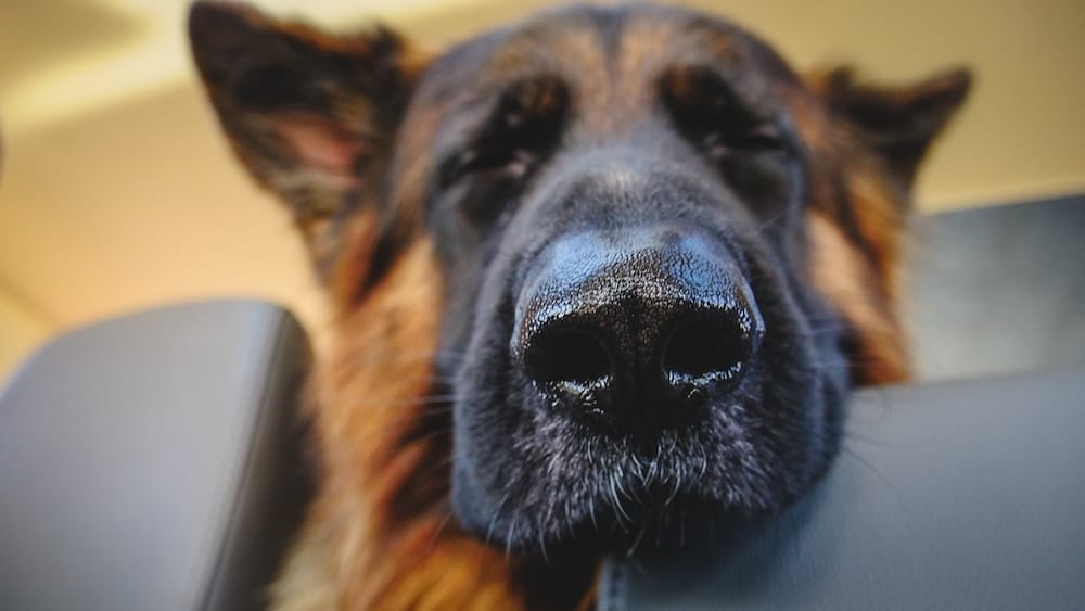 Togo the German Shepherd riding in the car, Canadian Rockies road trip A close-up of Togo, a German Shepherd, poking his nose over the car seat during a family road trip through the Canadian Rockies.