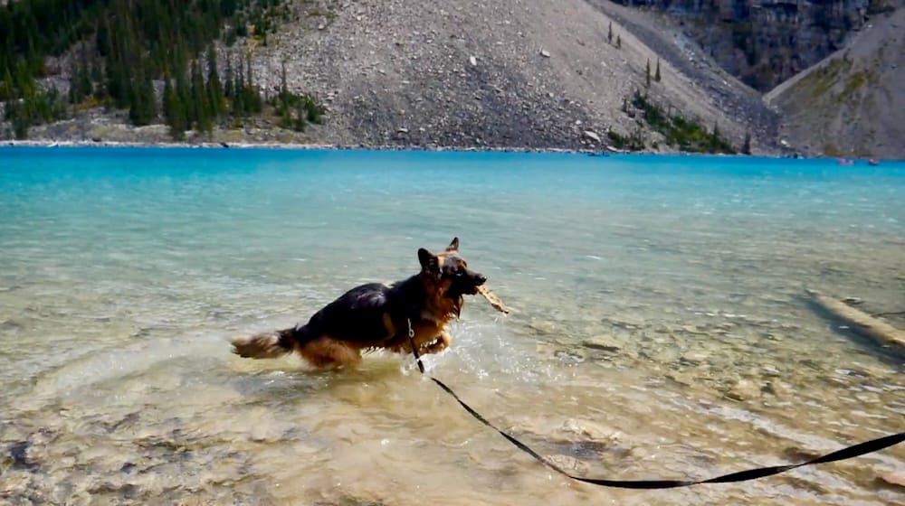 Togo at Moraine Lake, Banff National Park, Alberta, Canada Togo the German Shepherd wades through the shallow turquoise water of Moraine Lake carrying a stick, with rocky mountain slopes behind him and no crowds nearby, Alberta, Canada.