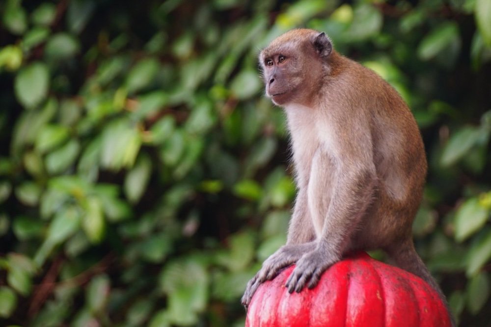 Top things to do at the Batu Caves, Malaysia including visiting the resident monkeys 