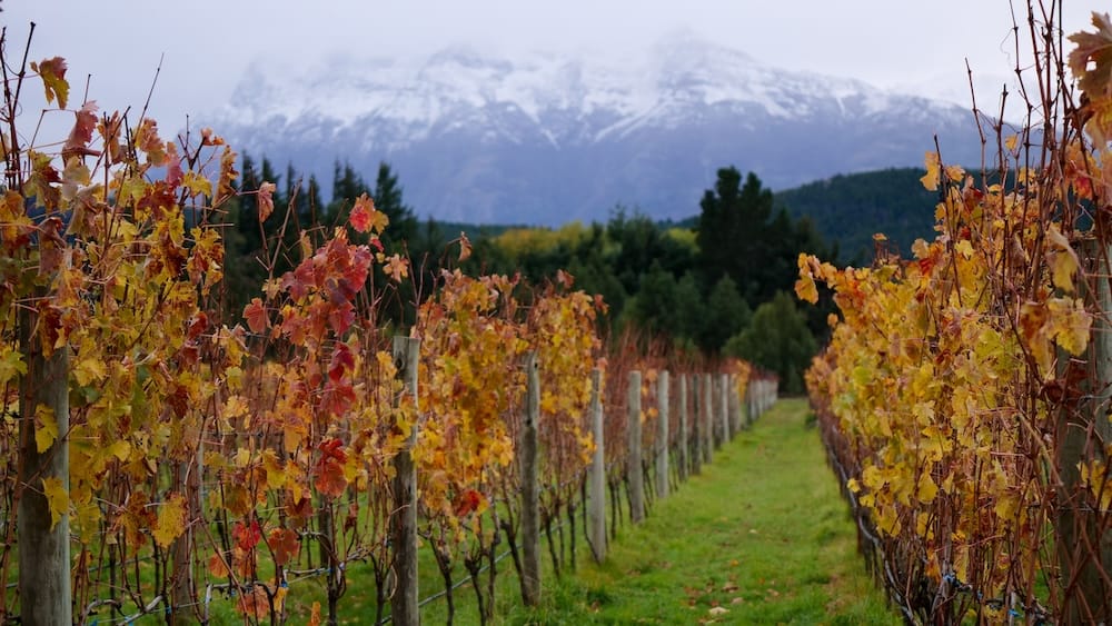 Autumn vineyard rows and snow-dusted mountains in Trevelin, Chubut, Patagonia, Argentina Rows of autumn grapevines stretch across a vineyard in Trevelin, Chubut, Patagonia, Argentina, with a grassy path between the vines and snow-dusted Andean mountains rising in the cloudy background.
