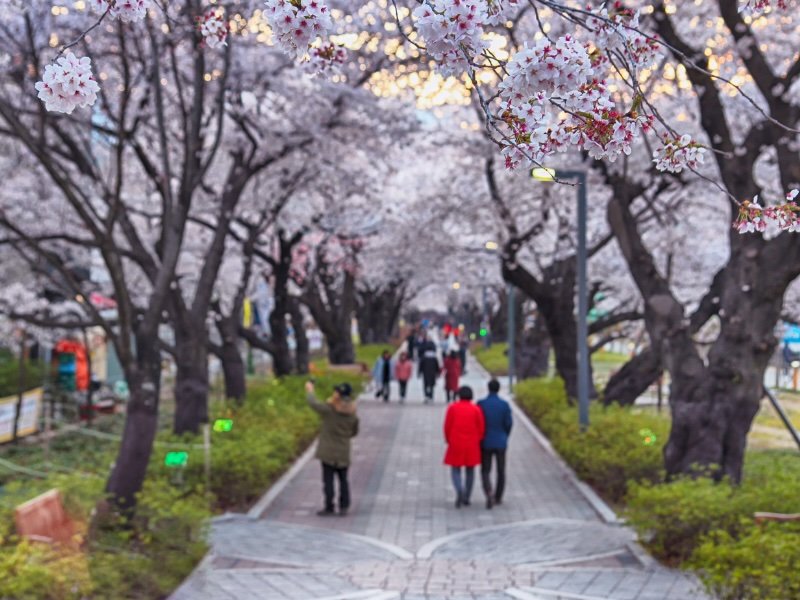 Ulsan locals enjoying cherry blossoms stroll 