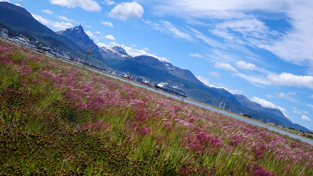 Colorful wildflowers blooming along the coastal landscape of Ushuaia Tierra del Fuego with distant cruise ships and rugged mountains, showcasing Patagonia’s unexpected bursts of color and the blend of remote nature with gateway access to Antarctica.