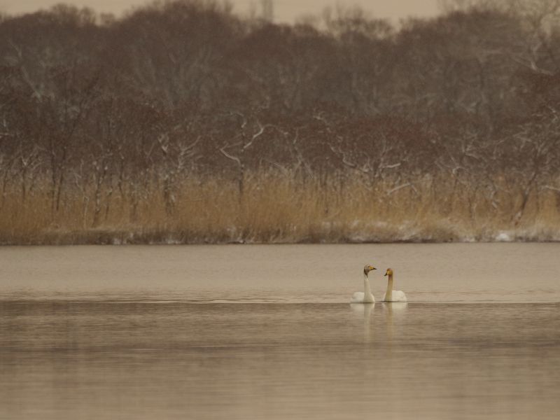 Utonai Lake Sanctuary is a place to spot birds including swans for visitors to Obihiro, Japan