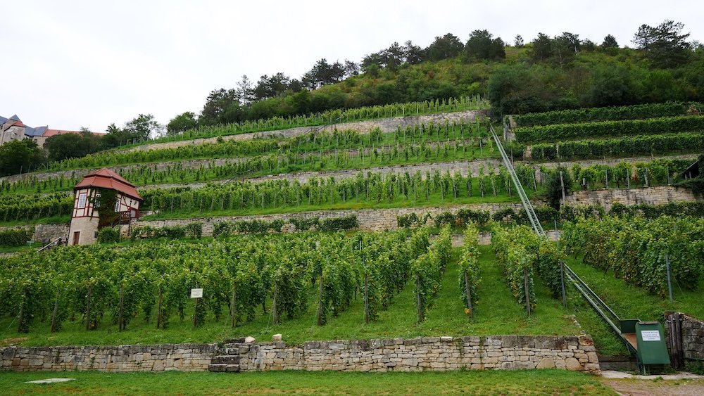 Vineyard in Saale-Unstrut 